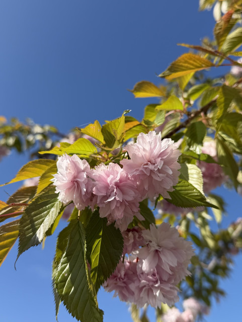 Some pink (cherry?) blossom and young leaves in the foreground, and a bright clear cloudless blue sky in the background.