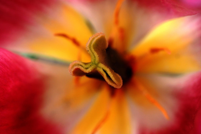 Blick in das Innere einer verblühten Tulpe auf die pinkfarbenen Blätter, die gelben Staubfäden mit Staubbeuteln und den säulenförmigen Stempel in der Mitte, der in Höhe ragt. Der Fokus liegt auf dem Stempel mit den drei Zipfeln, der Rest des Bildes ist leicht unscharf.

A view inside a wilted tulip, showing the pink petals, the yellow stamens with anthers, and the columnar pistil in the centre, rising up tall. The focus is on the three-lobed pistil; the rest of the image is slightly out of focus.