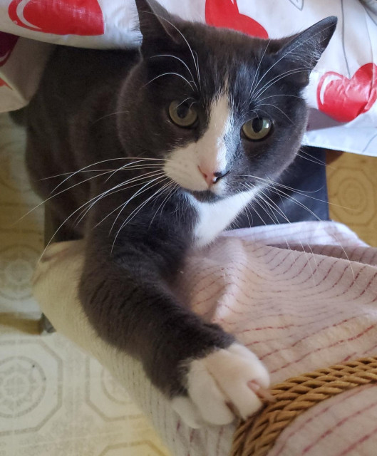 A grey and white cat with green eyes looks directly at the camera, with its front paw/claws on kitchen chair.