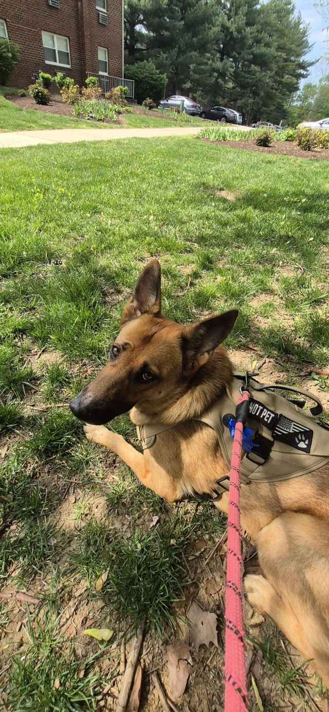 Artemis relaxing next to the bench
