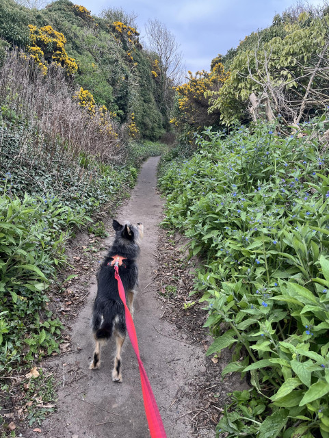 a scruffy black and tan dog is heading down a dirt footpath, her red lead coming back to the viewer. she has caught the scent of something and her nose in the air. greenery piles on top of each other at both sides of the path. forget-me-nots can be seen in the foreground and gorse further back. i wonder what adventure awaits her today. 