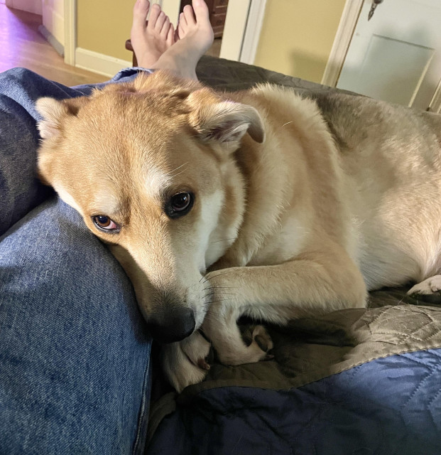 A light tan German shepherd mix dog has its head on my thigh and its paws are curled beneath her chin. Her hears are flat and her eyes are downcast. I’m wearing blue jeans and my legs are crossed at the ankles, apologies for the bare feet, unless that’s your thing.