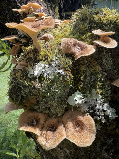 Beige wood mushrooms growing out of a stump. They range in size from 1 inch to almost 3 inches across. There’s also a variety of moss and lichen surrounding them.
