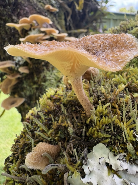 Close-up of one of the large ones from underneath showing its gills. Moss surrounds it.