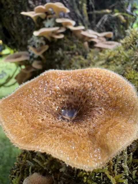 MacroClose-up of the top of the large wood mushroom showing water from a recent rain in the center and glistening drops all across its top. Kinda looks like an eye!