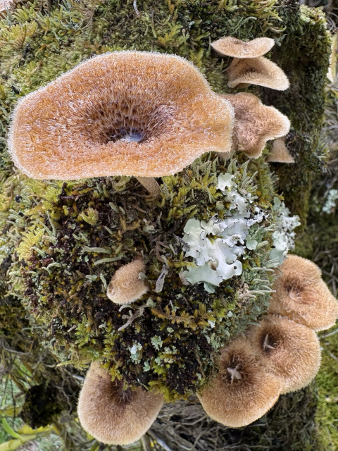Close-up of the large mushroom and like an underneath.