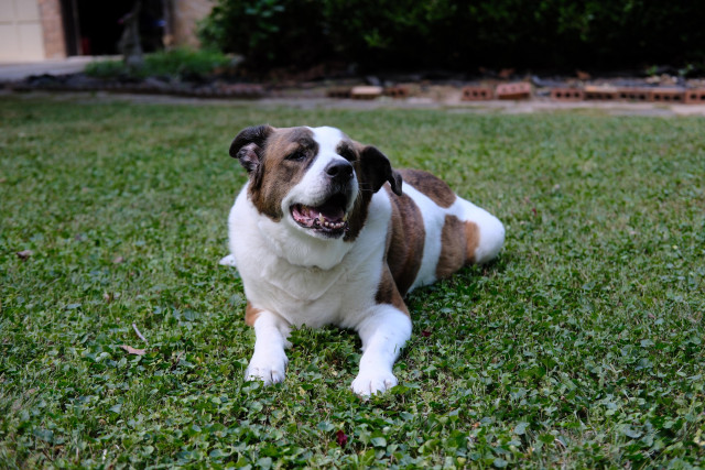 A white and brown dog lying on freshly cut grass, looking up