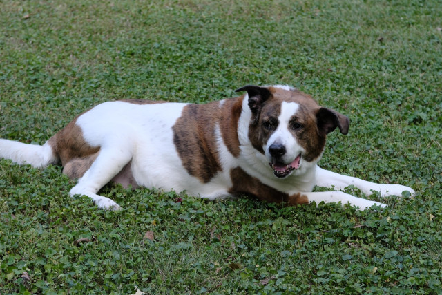 A white and brown dog lying on the freshly cut grass as he turns his head toward the left side of the screen