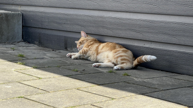 Washy on the pavement
