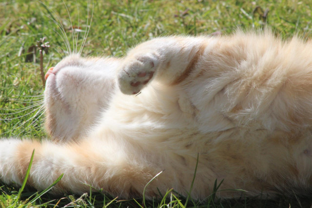 Washy rolling in the grass