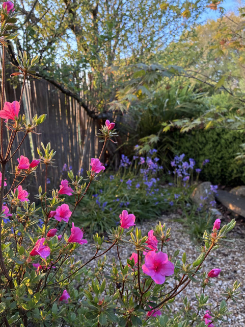 Photo of a bright pink azalea in the foreground, framing a clump of native bluebells. The ground is gravelled with a few rocks. The area is bordered by a bamboo fence on the left and an overgrown low box hedge on the right. There are overhanging trees through which can be glimpsed a blue sky. Evening sunlight catches the azalea flowers and casts a pink tint onto the bluebells in the shade.