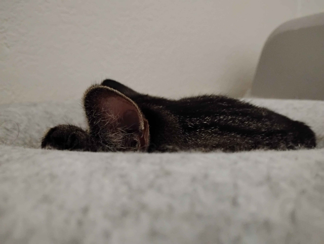 A photo in which shows the very top of Totoro's [kitten] head with his ears sticking up. He is laying on a grey donut, where the inside of the donut is indented, giving Totoro a place to sleep in a circular shape.