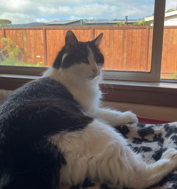 A medium-hair tuxedo cat, lying on a cat mat at window height. You can see through the window to a nice wood fence and a few plants. 
