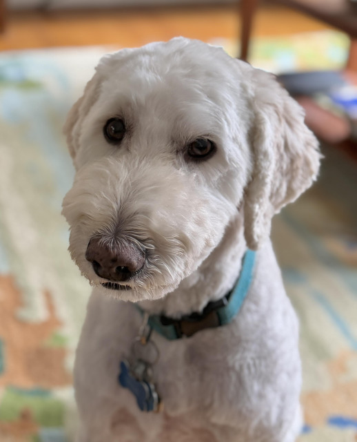Ollie, our white golden doodle, a few hours after his bimonthly grooming. He is facing the camera and looks a little bit soulful, perhaps because he trembles like a leaf every time we go to the groomers. Poor baby! He's fine as soon as the groomer leads him into the back room but the anticipation drives him crazy. His fur is nice and short and he's sparklingly clean and soft.