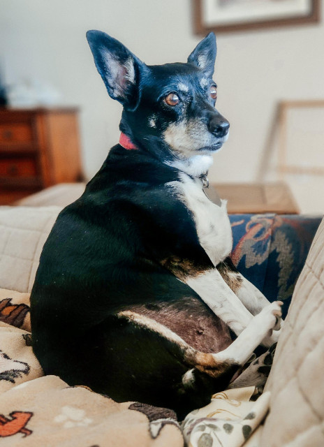 Cute dog thinking about life.