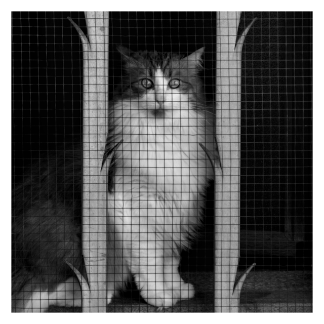 Daylight square format photography.
A cat behind bars and grid looking strait at the viewer.