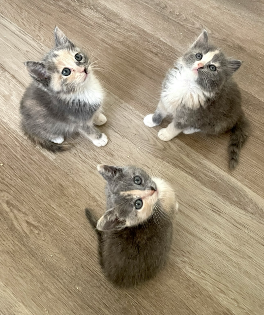 Three small 5 week old dilute calico kittens with different markings sit on the floor looking up