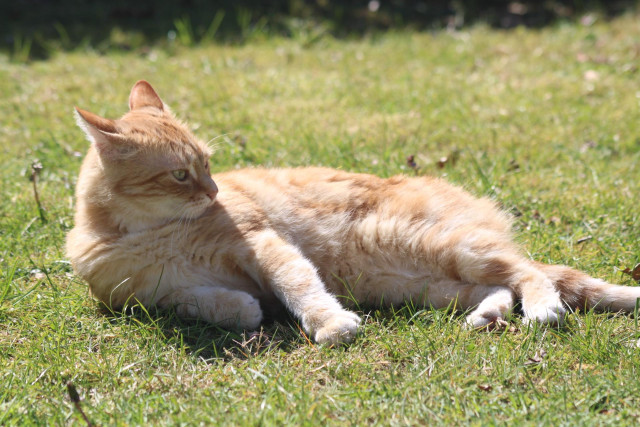 Washy laying in the grass