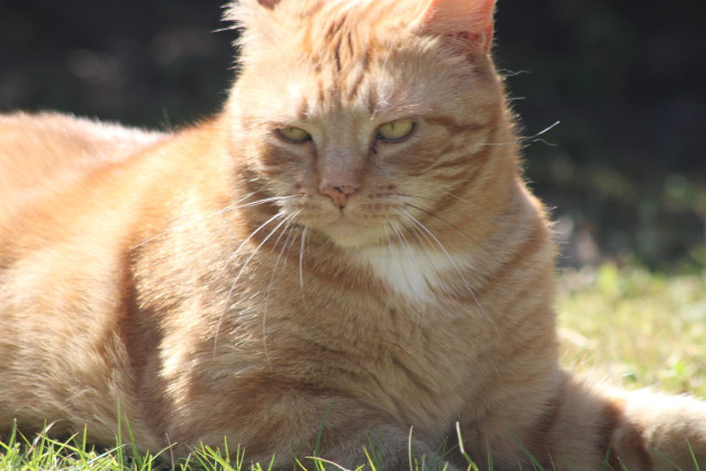 George in the grass