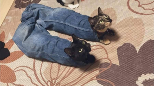 two cats, each with a boopable nose, slinked through a pair of cotton jeans carelessly placed on the floor by their hooman