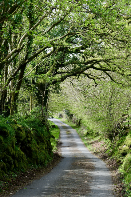 A narrow rural road flanked by hazel trees.