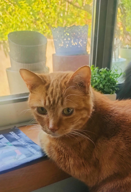 Orange cat with green/yellow eyes, staring at the camera,
He's sitting on a wood windowsill watching the birds outside during a sunny bright day