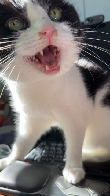 Tuxedo cat on keyboard and mouse looking up with mouth open, whiskers