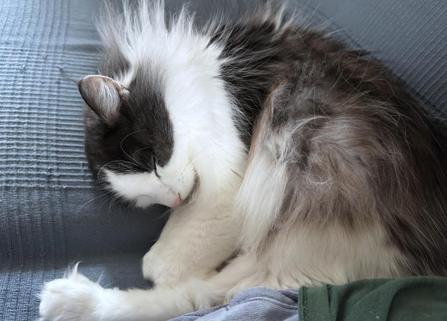a very floofy black and white cat with a pinky nose and what some might (incorrectly) consider an excess of floof on the back of his neck is asleep on a sofa covered by a blue, woven-cotton cover. he's on his side with his head curled round and tucked in.
