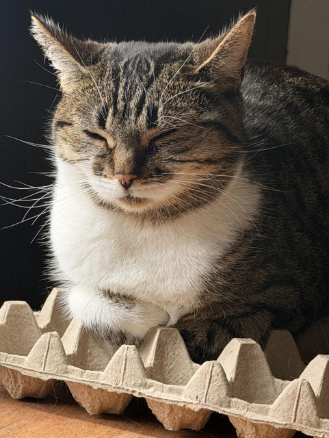 Brown & white Tabby sitting on an empty egg carton