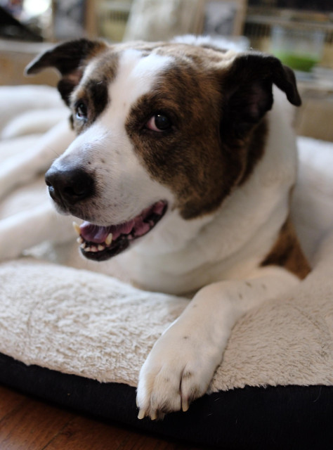 A white and brown dog's face closeup as he gives a slight side eye.