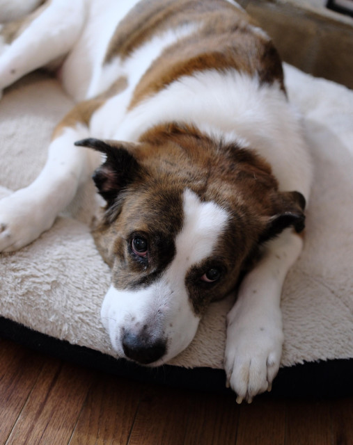 A white and brown dog lying in his bed looking up as if to say "Do not disturb."