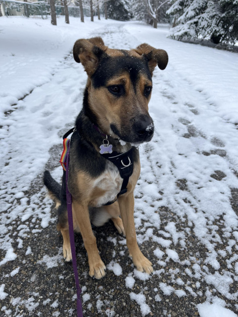 A medium-sized puppy with a black and tan coat, sitting on a snowy trail, looking attentively with snow on its face.