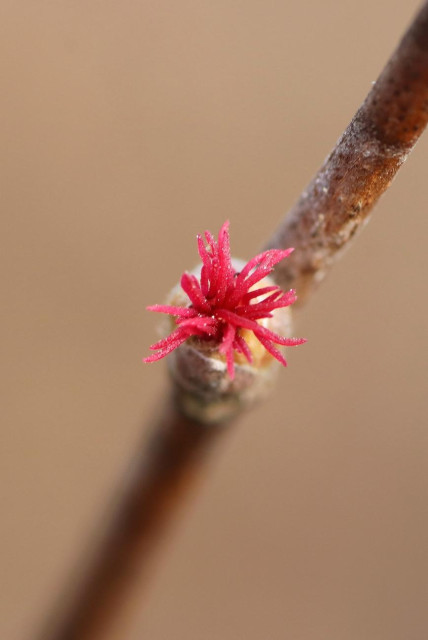 Macro photograph of the tiny red female flower of the beaked hazel, beginning to open onto its light green bud-like base, on a brown branch in the background. The flower looks like an anemone on the bottom of the sea, with red tentacles reaching upwards.

Photographie macro de la toute petite fleur femelle rouge du noisetier à long bec, commençant à s'ouvrir sur sa base en forme de bourgeon vert clair, sur une branche brune en arrière-plan. La fleur ressemble à une anémone au fond de la mer, avec des tentacules rouges allant vers le haut.