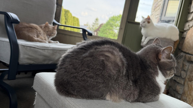 Gray tabby cat laying on a light gray footstool in the foreground, large tan cat glaring at the camera on a black chair with gray cushions in the middle ground, and a white and orange cat laying on a stool in the background.