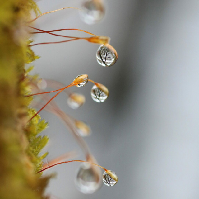Macro photograph of around ten drops of water clinging to the red and orange sporophytes of green moss. Some are in focus, others are out of focus. Each drop reflects or seems to contain the image of a nearby tree with black branches and trunk.

Photographie macro d'une dizaine de gouttes d'eau accrochées aux sporophytes rouges et oranges de mousses vertes. Certaines sont au focus, d'autres sont floues. Chaque goutte reflète ou semble contenir l'image d'un arbre aux branches et tronc noirs se trouvant tout près.