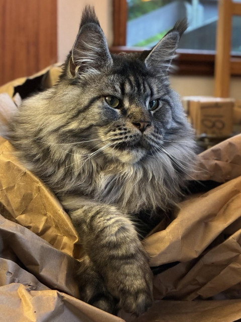 A shades-of-gray Maine Coon tabby poses majestically in a firewood bag of brown packing paper. His fluffy ear tips are on fleek and he has one paw crossed in front of the other. You can really only see his face, gazing rightward, his fluffy bosom, and his paws. There’s stuff out of focus in the background but it hardly matters. 