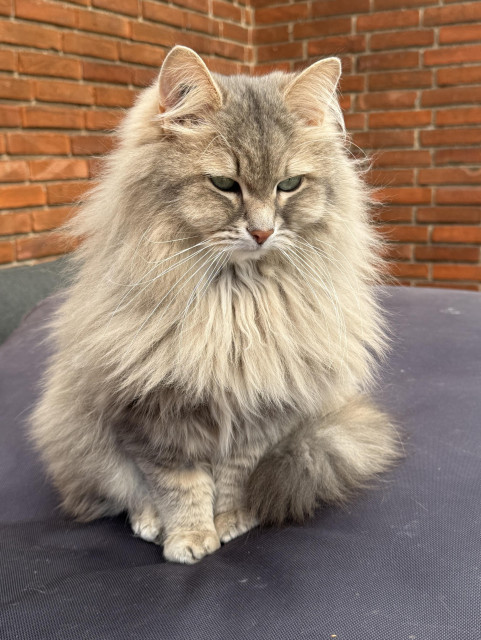 Closeup of a grey Siberian cat (Knold) sitting on a black bean bag with a red brick wall in the background. He stares out past the camera - there must be something interesting in the garden. He is still very fluffy, especially his mane.