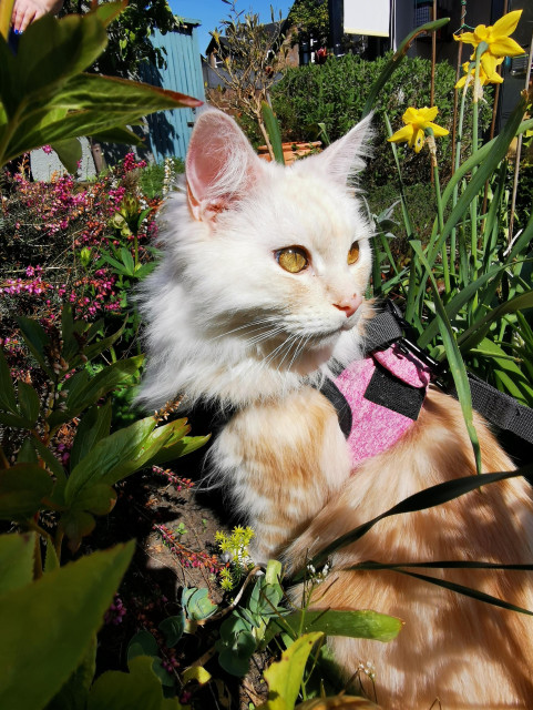 A white fluffy cat with pale ginger markings. She is outside wearing a pink harness, sitting amongst plants and flowers such as daffodils and heather. The weather is sunny and bright and she has the shadows of flowers on her body. She has bright yellow eyes.