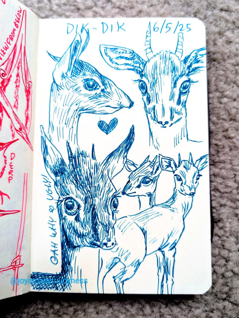Sketchbook page of blue ink drawings of 5 Dik-Diks. At the top is the word DIK-DIK and 6/5/25. Top two are a Dik-Dik in profile and one looking straight forward. The bottom left is one is 3/4 view, with the words GAH WHY SO UGLY! There is a heart above it. To the right is a small head and a full body sketch of two Dik-Dik.
