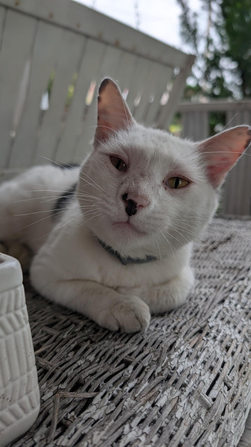 A white and black cat looks intently into the camera with his mouth closed