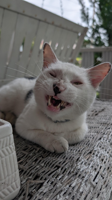 A white and black cat bares his teeth 