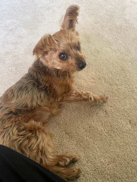 A 12 year old Yorkshire Terrier/Chihuahua mix (Chorkie), reclining on carpet and looking back over her shoulder at the camera. She has a golden Yorkie coat with Chihuahua-shaped ears and face.