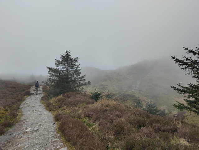 Photo of a stony path with heather and moss on the side and a pine tree further down. Everything is grey with a lot of fog