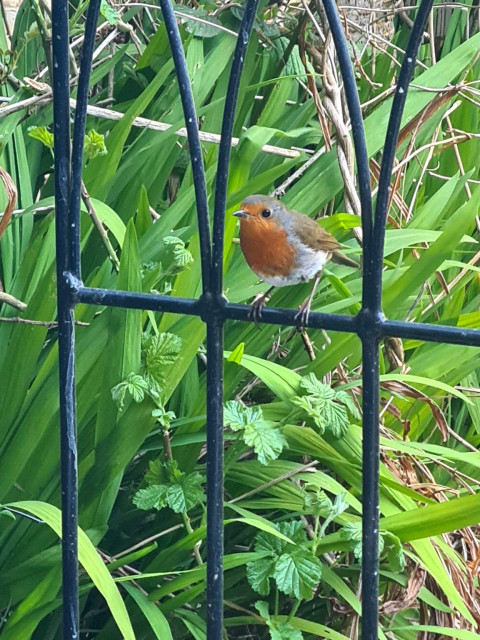 A robin sitting on a gardem fence.