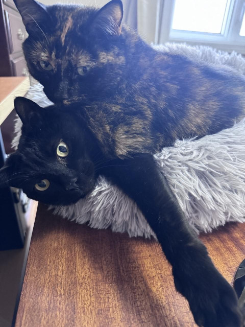 A tortie cat is laying on top of a black cat whose eyes are wide and one leg is stretched out. They are in a fluffy grey cat bed. 