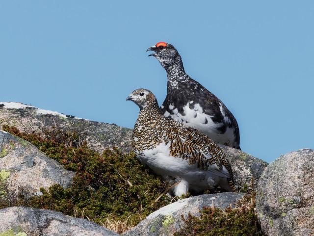 An image of a male and female ptarmigan sat on rocky terrain. Ptarmigan. Cairngorms NP, Scotland