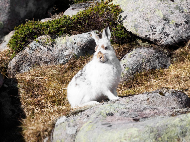 An image of a mountain hare in its winter white coat sat on a rocky terrain. Mountain Hare. Cairngorms NP, Scotland