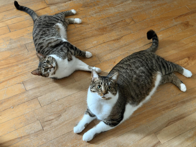 Brown & white Tabby siblings laying on a hardwood floor, looking up at the camera