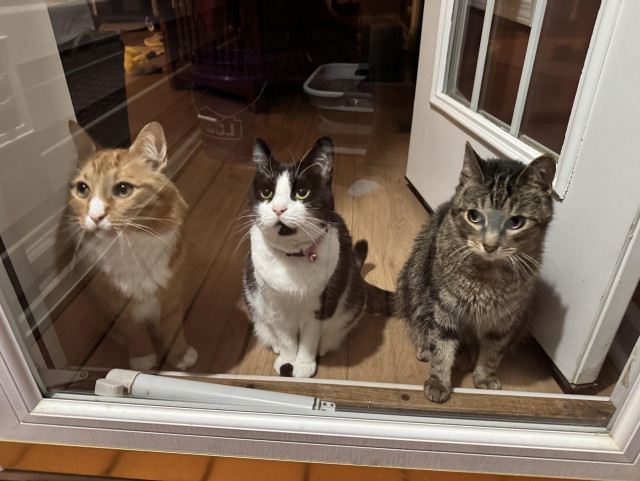 Three cats looking out a glass door. 