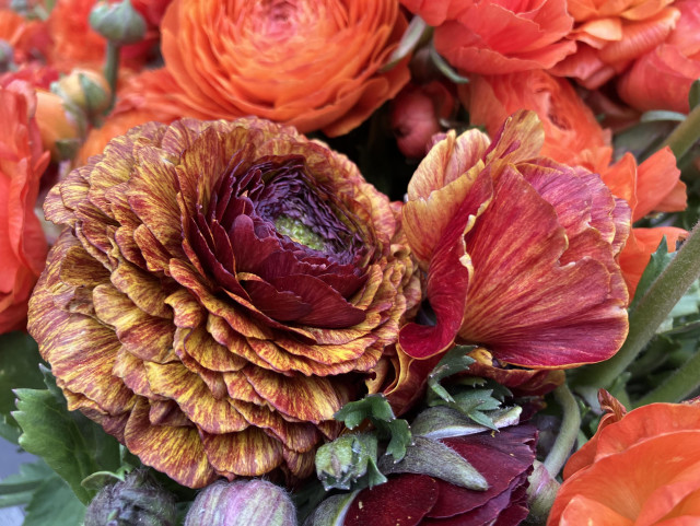 Ranunculus blooms: Many are orange but one is yellow with maroon striping, which is very eye-catching. 
